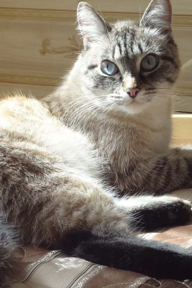 кошка, киса, кот
