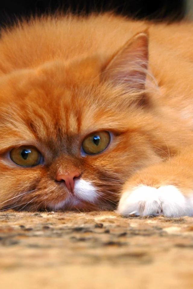кошка, киса, кот