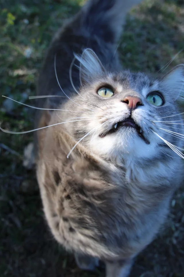 кошка, киса, кот