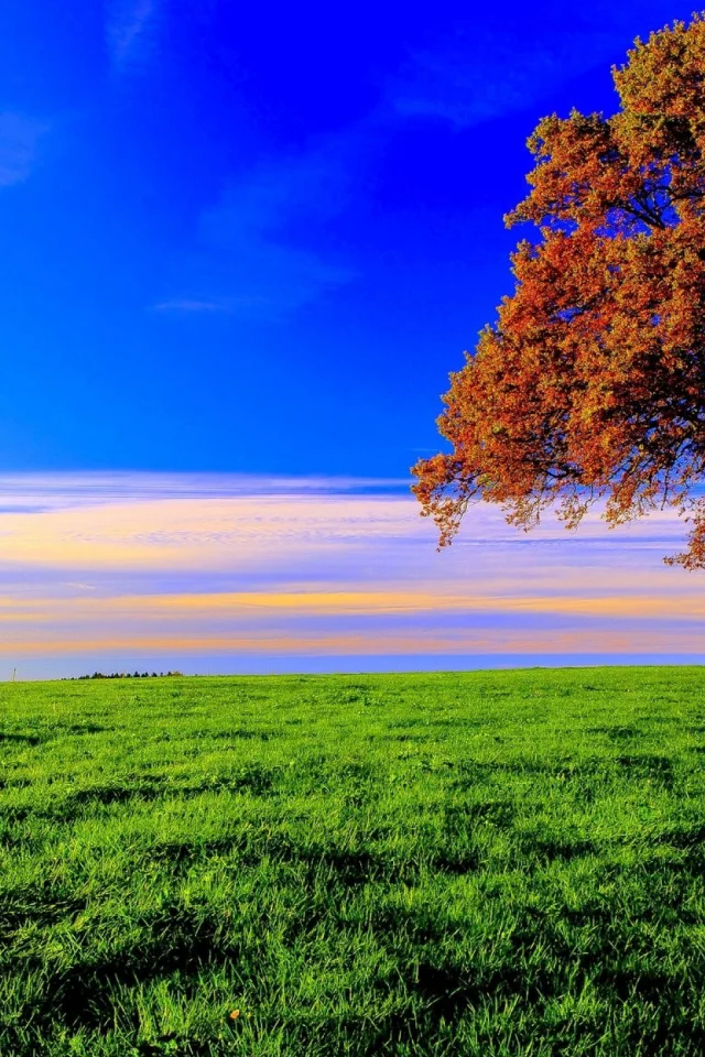 дерево, поле, луг, tree, meadow, field, forest, path, moss, fallen, park, green, nature, landscapes, trees, forest, trail, woods, leaves, fence, sunrise, see, summer, wide