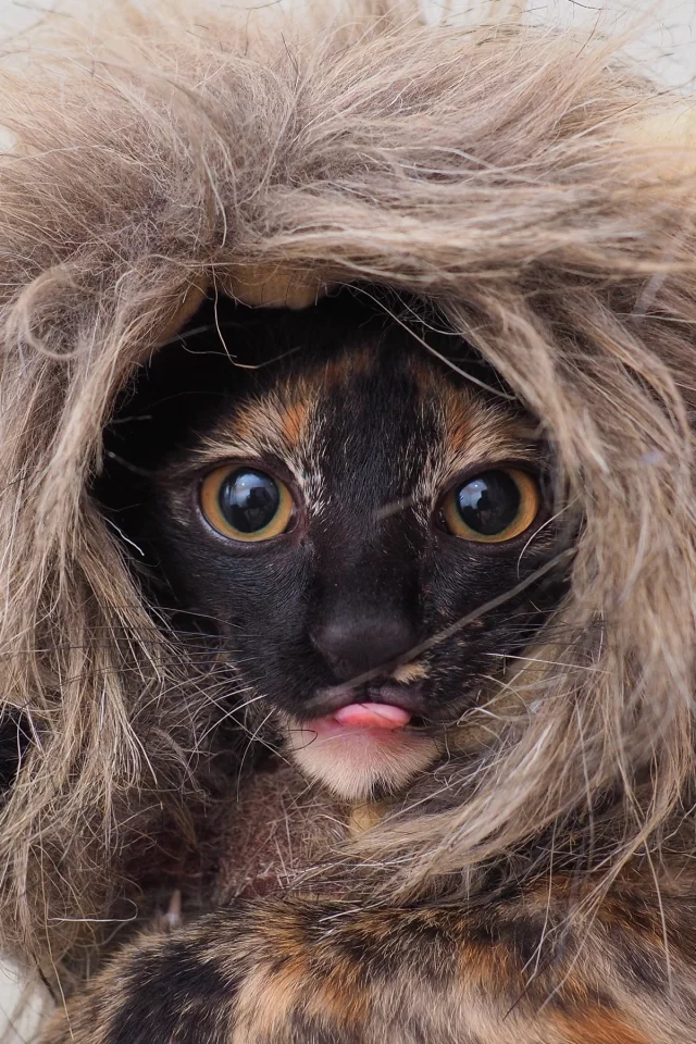 костюм, глаза, котенок