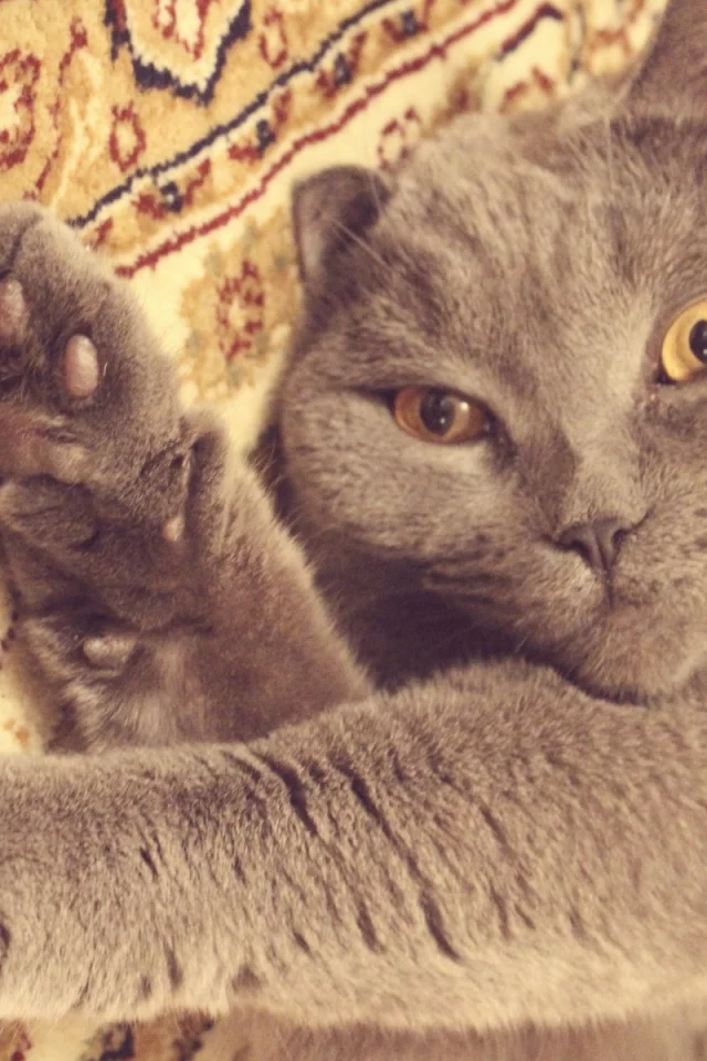 кот, кошка