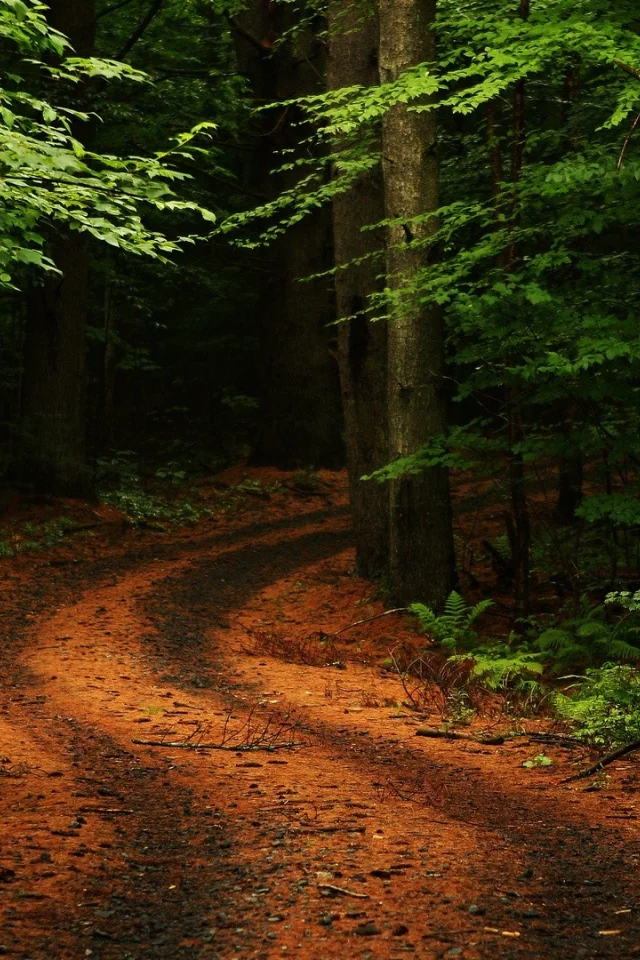 лес, дорога, forest, dense, road, winding, trees, sunrise, grass, green, leaves, mist, moss, trees, forest, fallen, park, green, nature, landscapes, trees, forest, trail, woods, leaves, fence, sunrise, see, dark, summer, wide