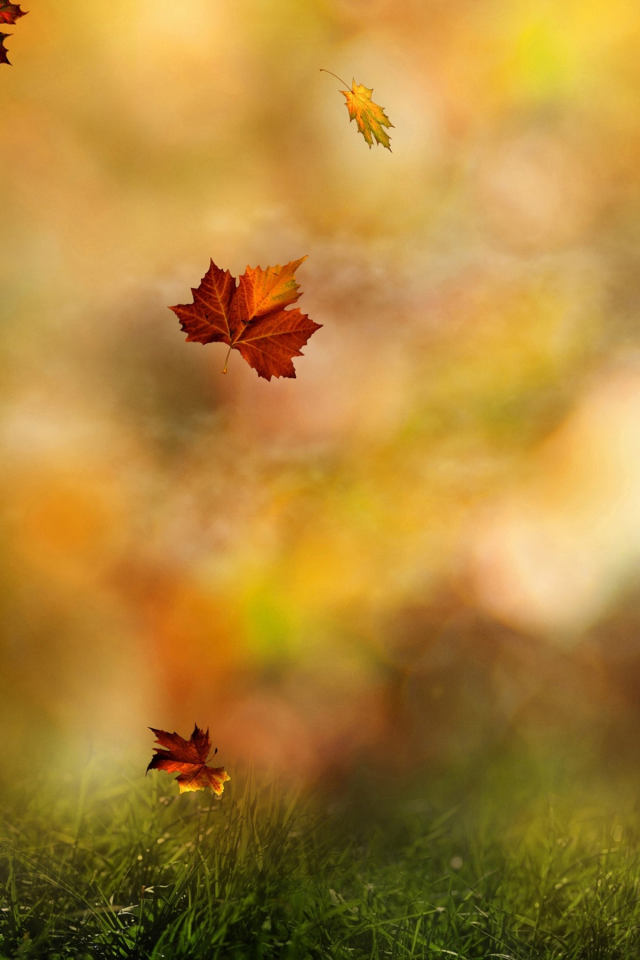 падают, листья, цвета, осень, лес, капли, роса, макро, природа, кружится, размытость, wallpaper, боке, воды, осени, осенний, трава, nature