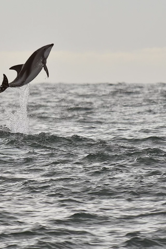 sea, wildlife, dolphin, seascape, jump, splash