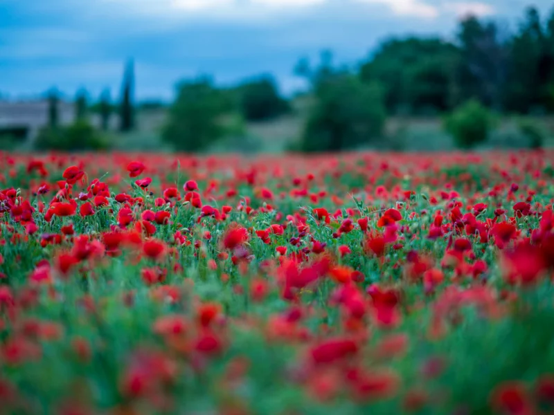 природа, красота