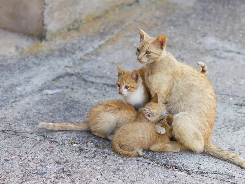 кошки, фон, улица