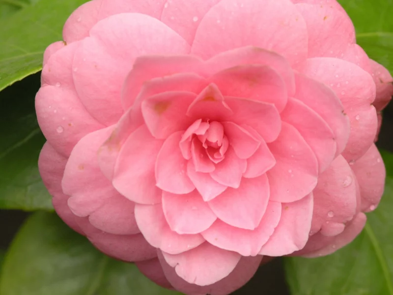flower, pink camelia