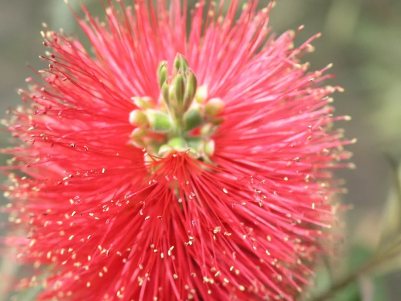 flower, hana