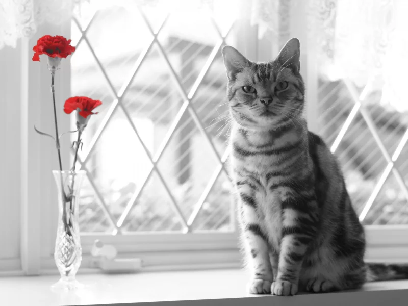 окно, цветы, взгляд, кошка