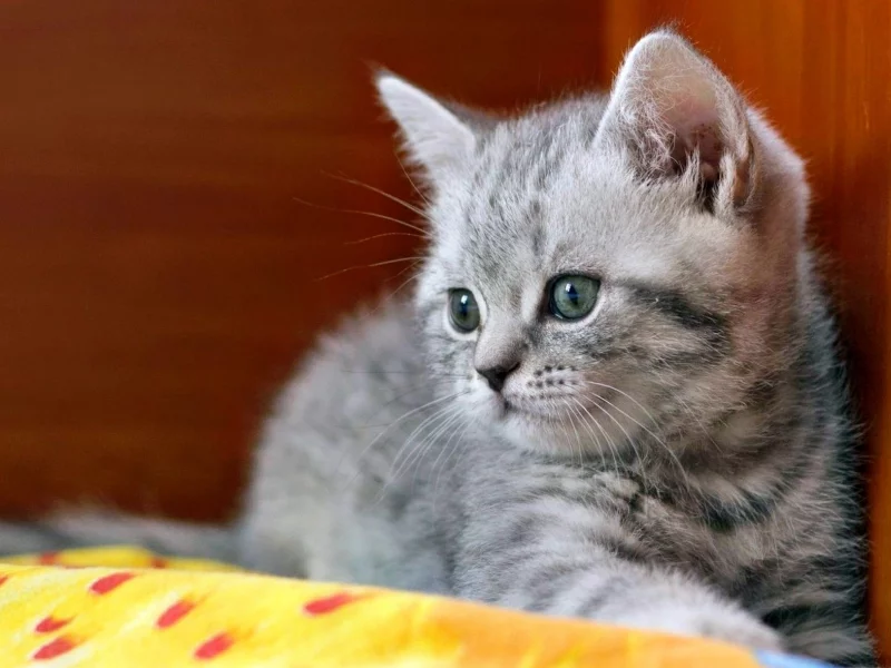 кошка, киса, кот