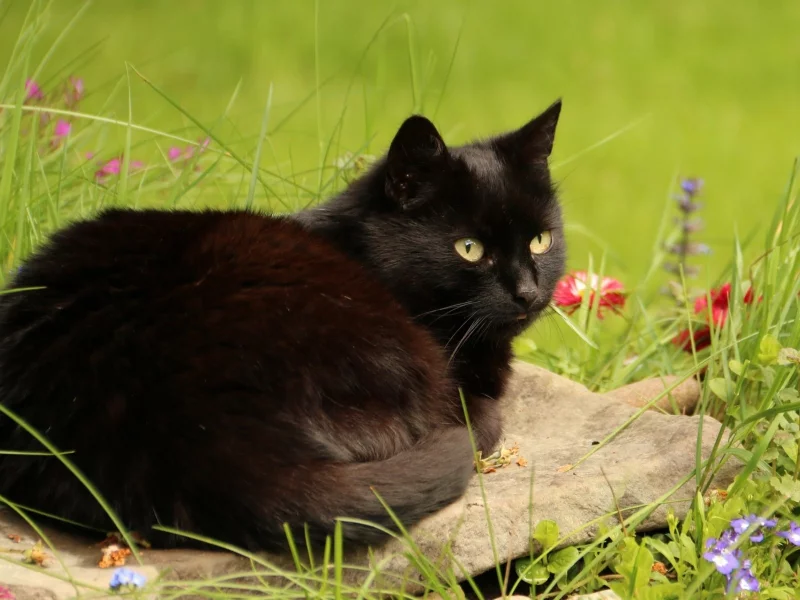 кошка, киса, кот