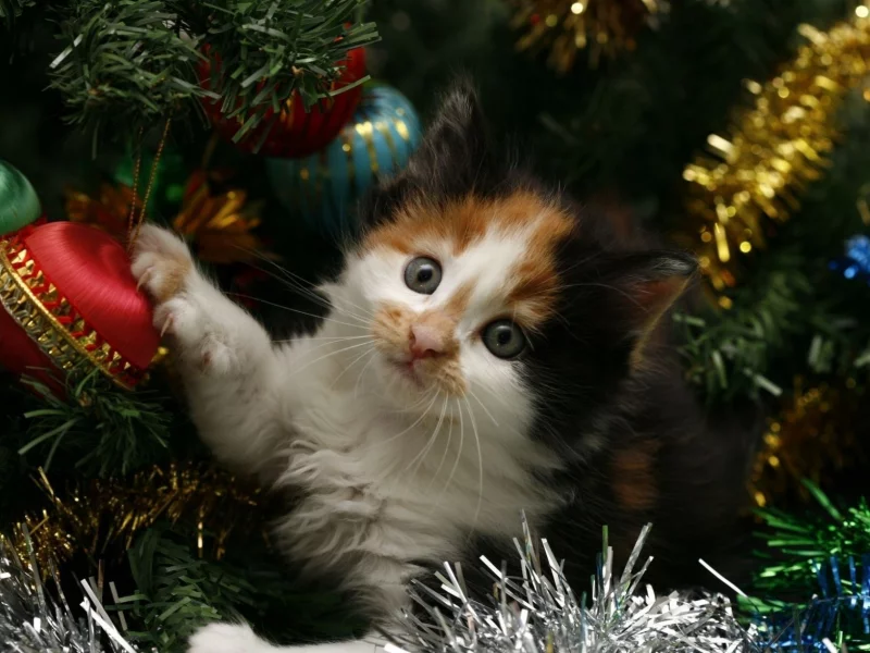 кошка, киса, кот