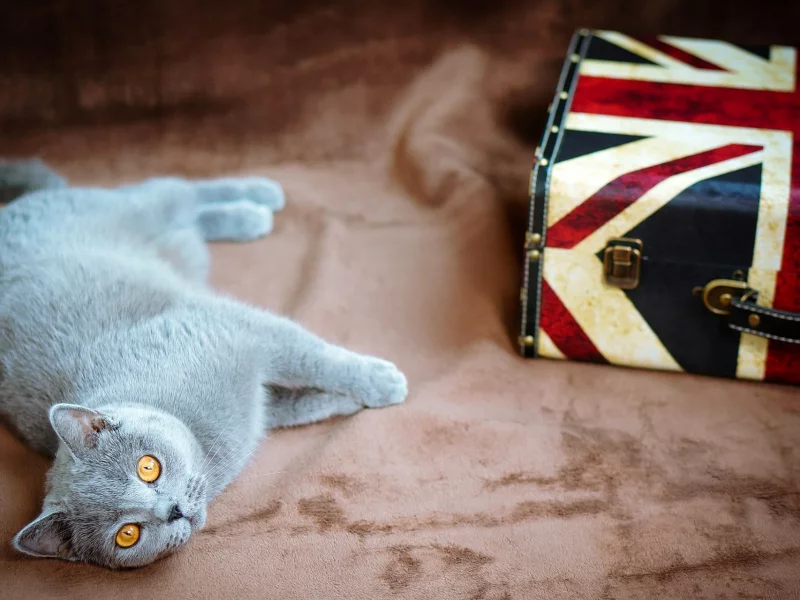 кошка, киса, кот