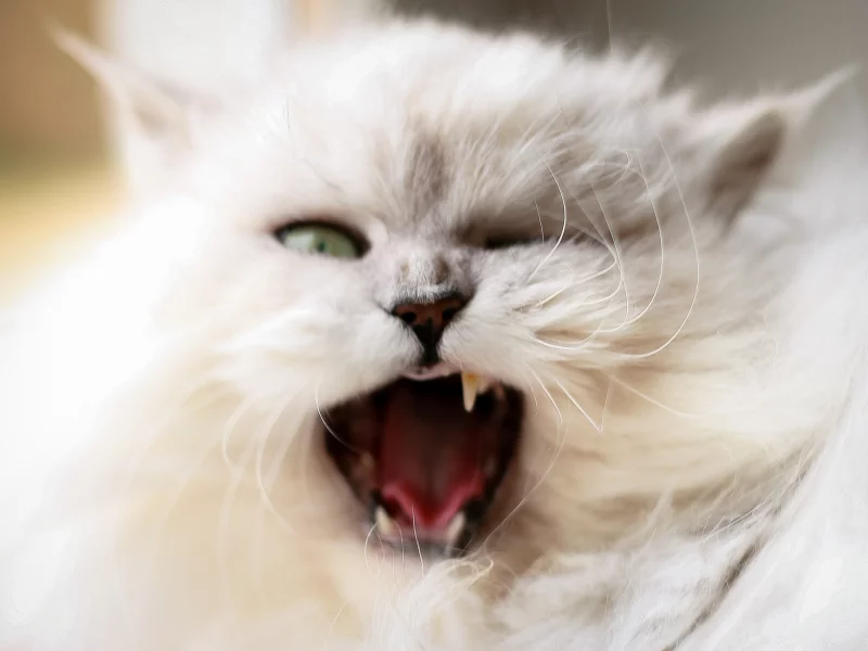 кошка, киса, кот