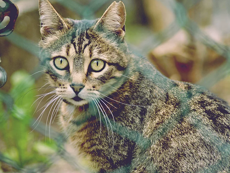 кошка, киса, кот