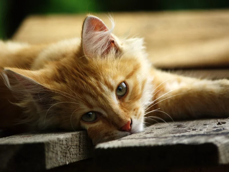 кошка, киса, кот