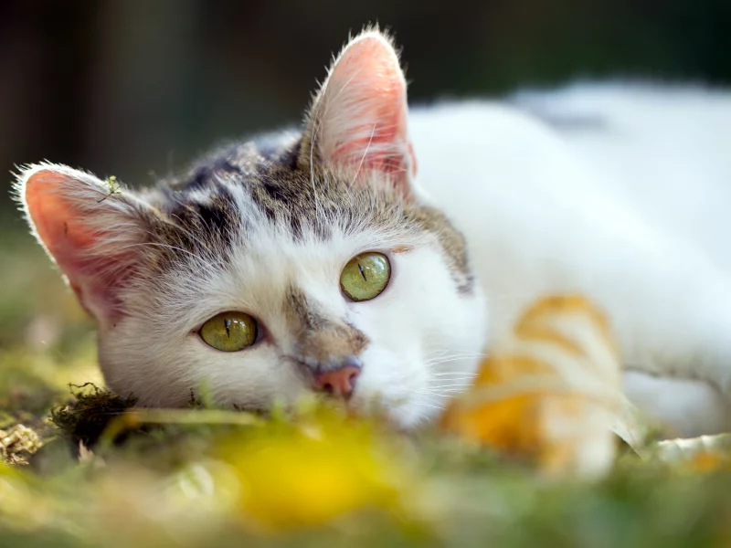 кошка, киса, кот