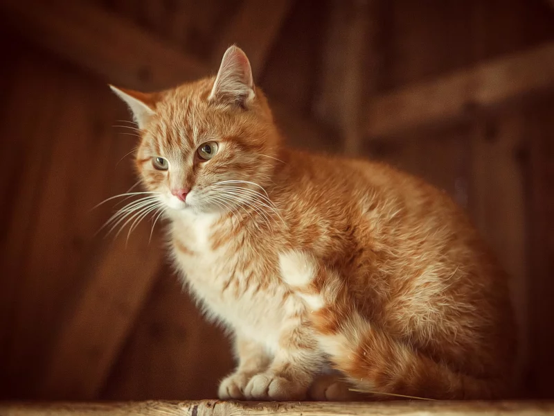 кошка, киса, кот