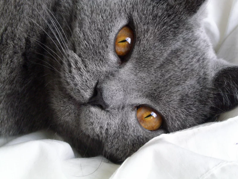 кошка, киса, кот