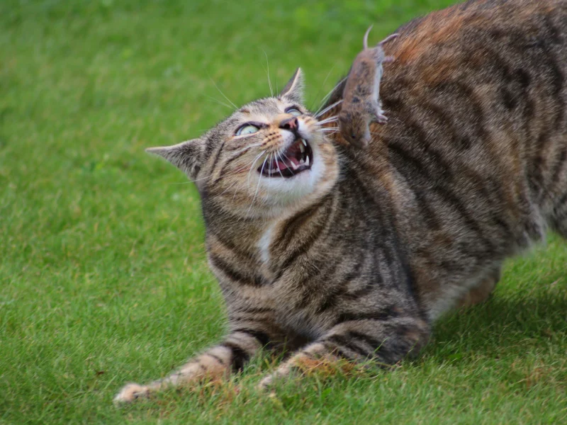 кошка, киса, кот