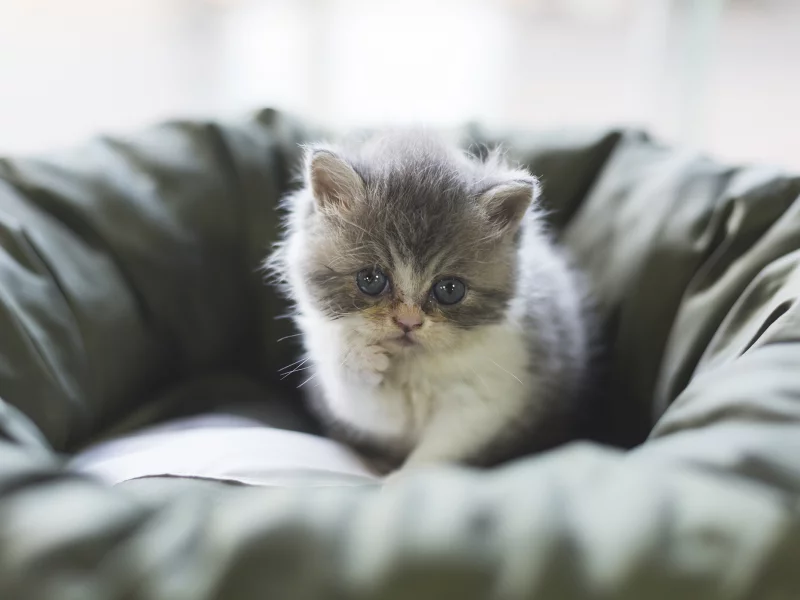 кошка, киса, кот