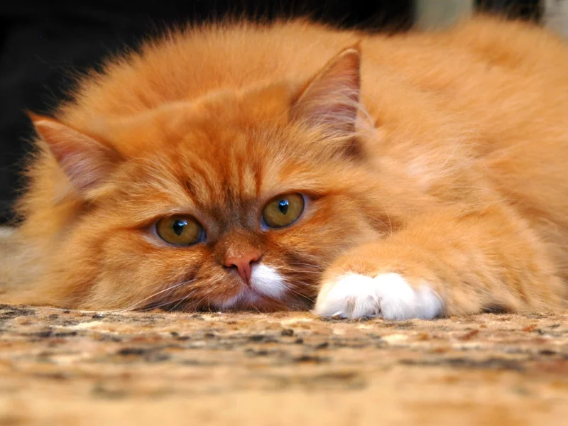 кошка, киса, кот