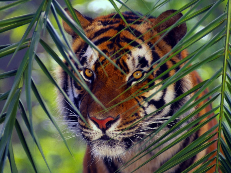 тигр, морда, листья, взгляд, полосатый