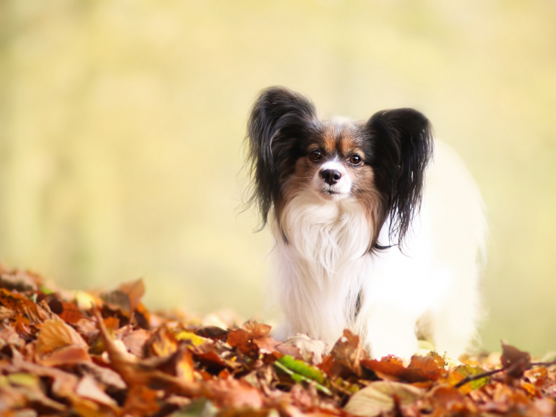 осень, папильон, фон, щенок, листва, собака