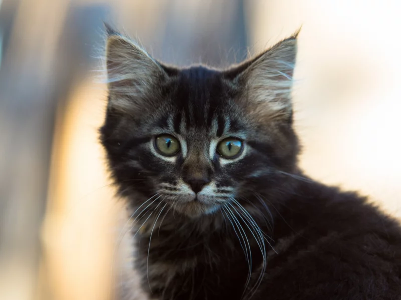 котенок, милый, взгляд