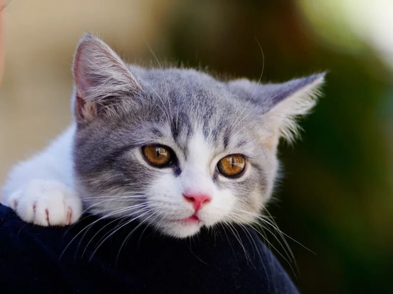 малыш, глаза, котик