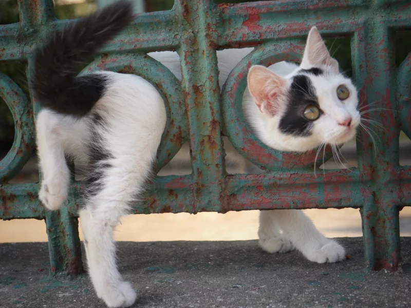 малыш, забор, котенок