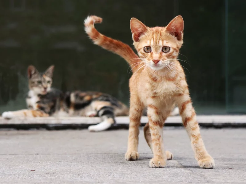 рыжий, котенок, взгляд