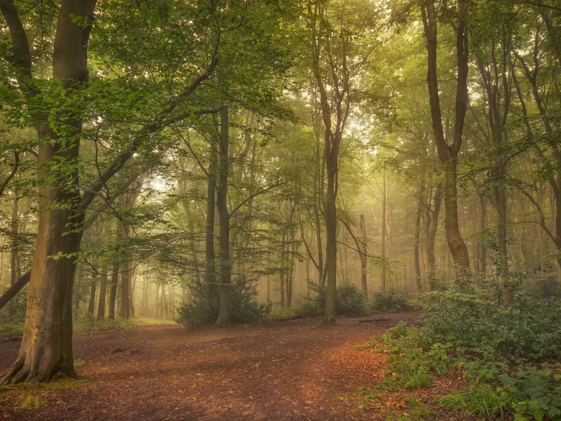 лес, туман, tree, forest, path, fog, fallen, park, green, nature, landscapes, trees, forest, trail, woods, leaves, fence, sunrise, see, summer, wide