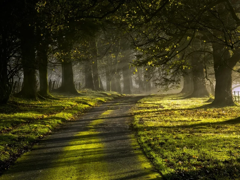 лес, дорога, sun rays, road, trees, sunrise, grass, green, fence, leaves, mist, moss, morning, trees, forest, fallen, park, green, nature, landscapes, trees, forest, trail, woods, leaves, fence, sunrise, see, dark, summer, wide