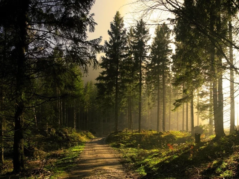 лес, дорога, forest, road, trees, sunrise, grass, green, fence, leaves, mist, moss, morning, trees, forest, fallen, park, green, nature, landscapes, trees, forest, trail, woods, leaves, fence, sunrise, see, sun, day, summer, wide