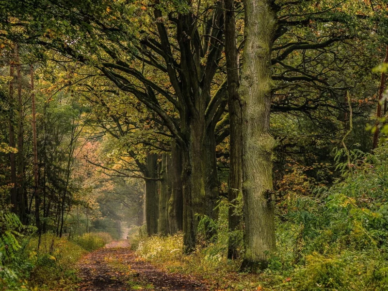 лес, дорога, forest, road, trees, grass, green, fence, leaves, trees, fallen, park, green, nature, landscapes, trees, forest, trail, woods, leaves, fence, sunrise, sun, see, day, dark, summer, wide