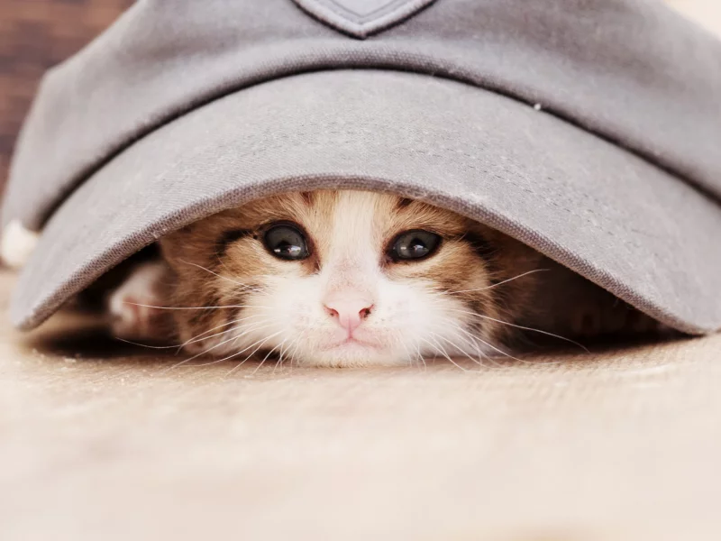 кепка, животное, взгляд, котёнок