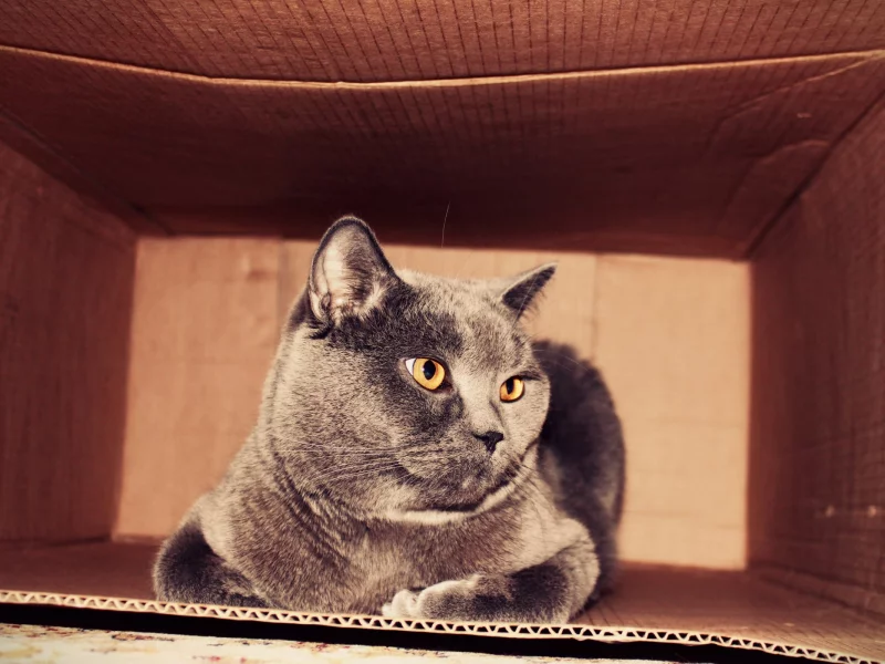кот, кошка