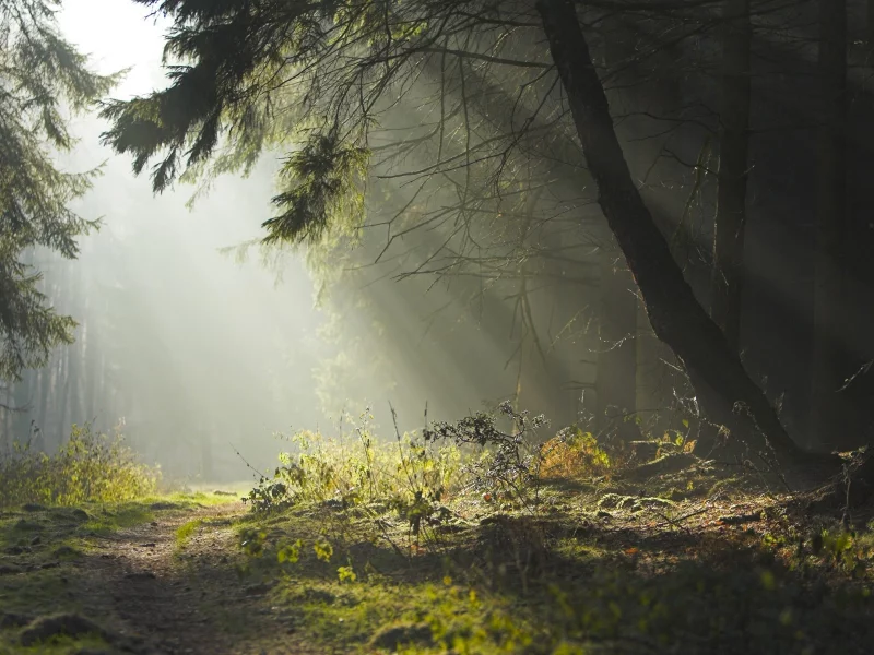 лес, дорога, forest, road, trees, sunrise, grass, green, fence, leaves, mist, moss, morning, trees, forest, fallen, green, nature, landscapes, trees, forest, trail, woods, leaves, fence, sunrise, see, sun, day, summer, wide