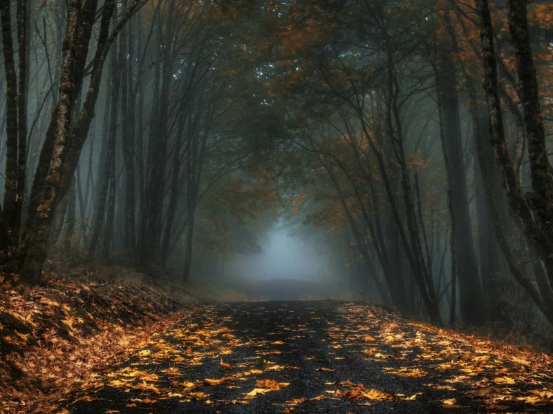 лес, дорога, forest, road, fog, trees, sunrise, grass, green, fence, leaves, mist, moss, trees, forest, fallen, park, green, nature, landscapes, trees, forest, trail, woods, leaves, fence, sunrise, see, sun, day, summer, wide