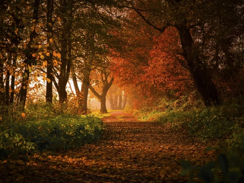 лес, дорога, forest, road, trees, sunrise, grass, yellow, fence, leaves, mist, moss, trees, forest, fallen, park, green, nature, landscapes, trees, forest, trail, woods, leaves, sunrise, see, dark, day, nice, autumn, wide