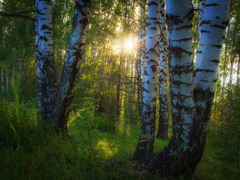 лес, берёзки, forest, birch, trees, sunrise, grass, green, fence, leaves, mist, moss, morning, trees, forest, fallen, park, green, nature, landscapes, trees, forest, trail, woods, leaves, sunrise, see, sun, day, summer, wide