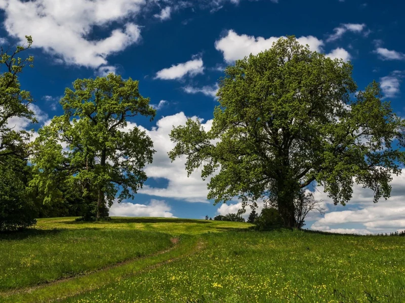 луг, дорога, meadow, road, tree, sunrise, grass, green, leaves, mist, moss, day, trees, forest, fallen, park, green, nature, landscapes, trees, forest, trail, woods, leaves, sunrise, see, sun, day, summer, wide