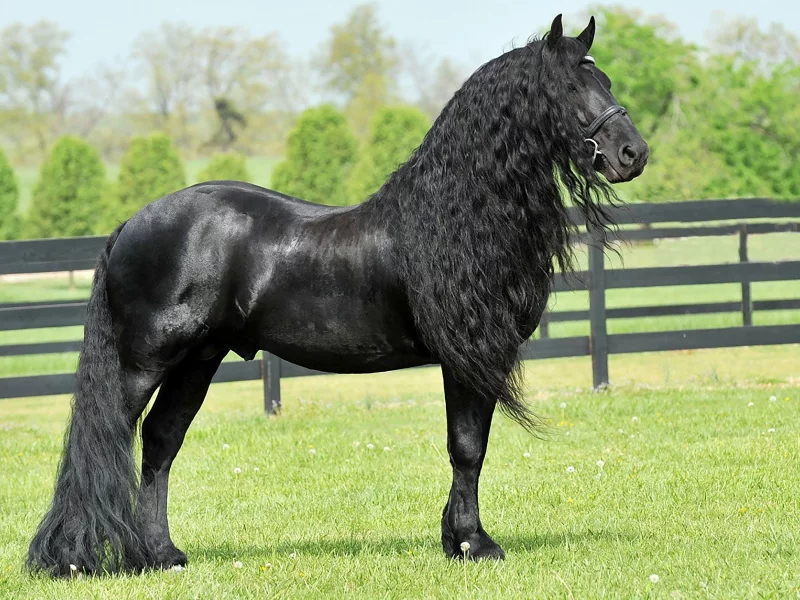 конь, жеребец, лошадь, луг, horse, friedrich, great, stallion, horse, meadow, sun, summer, see, front, black, smile, flowers, field, sun, summer, see, nice, wide