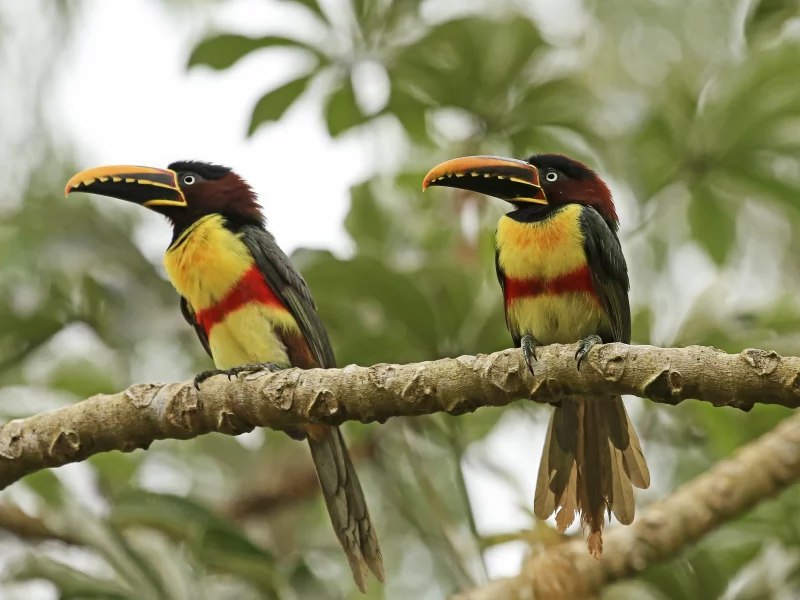 birds, forest, couple