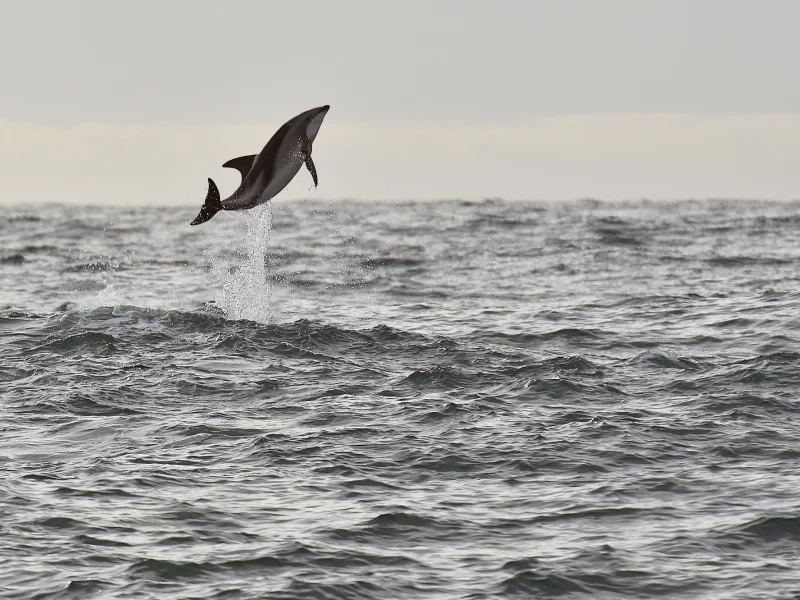 sea, wildlife, dolphin, seascape, jump, splash