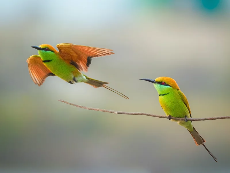 birds, beeeater, couple, wildlife