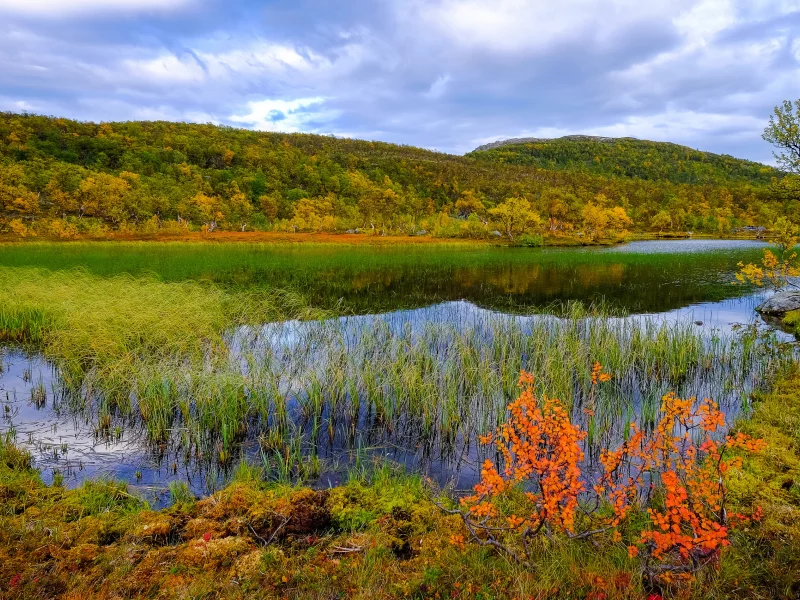 норвегия, пейзаж, реки, осень, трава