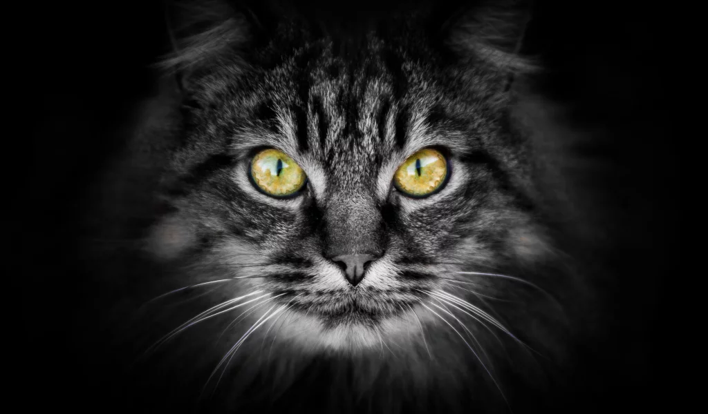 взгляд, фон, котэ, кошак, котяра, кот